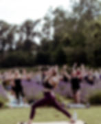 The Lavender Harvest & Yoga Experience