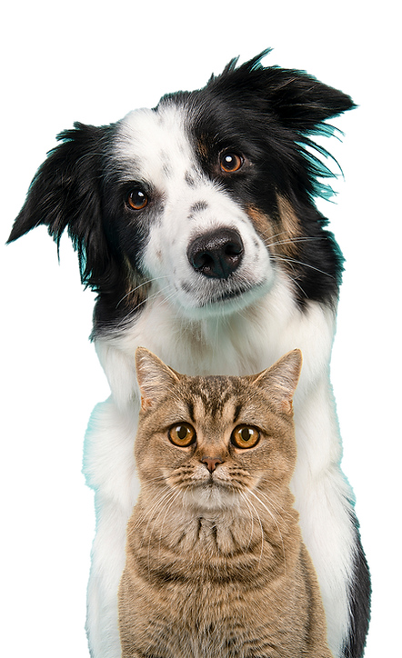 chien-et-chat