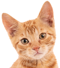 chat-roux