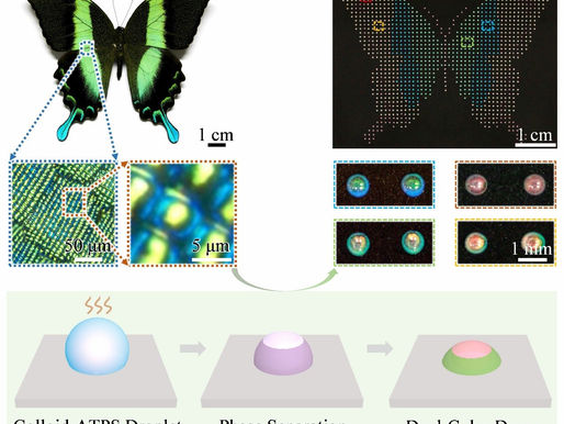 One-Pot Self-Assembly of Dual-Color Domes Using Mono-Sized Silica Nanoparticles
