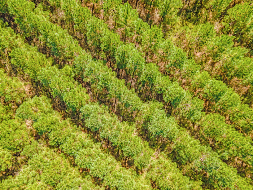 Thumbnail: Timber Tract For Sale SE of Hemingway, SC | Folly Grove Rd.