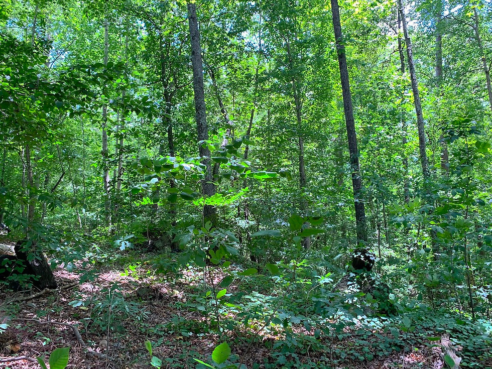 Thumbnail: SOLD! Great Investment! 0.5 Acres in Greenville Co. for an Unbeatable Price!