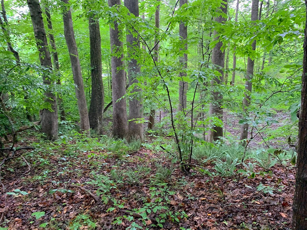Thumbnail: SOLD! 1.37 Wooded Acres w/ Stream in North Winston | Sandusky - 27105