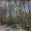 Thumbnail: SOLD! Half Acre, Fully Treed Lot in Oldtown Winston-Salem! | Linda Cir