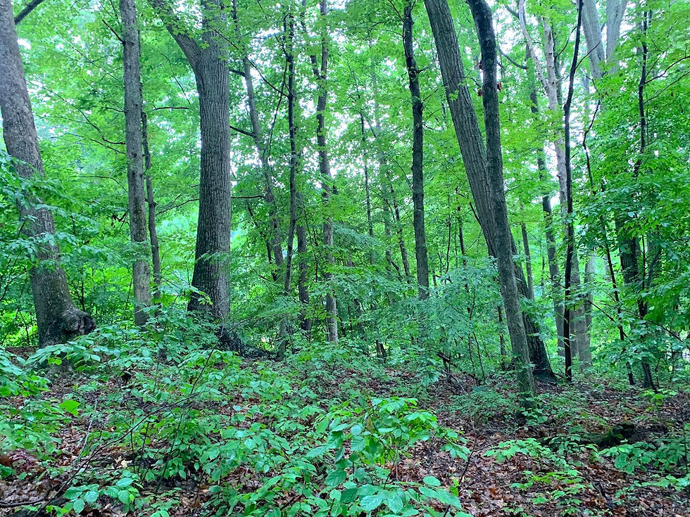 Thumbnail: SOLD! 1.37 Wooded Acres w/ Stream in North Winston | Sandusky - 27105