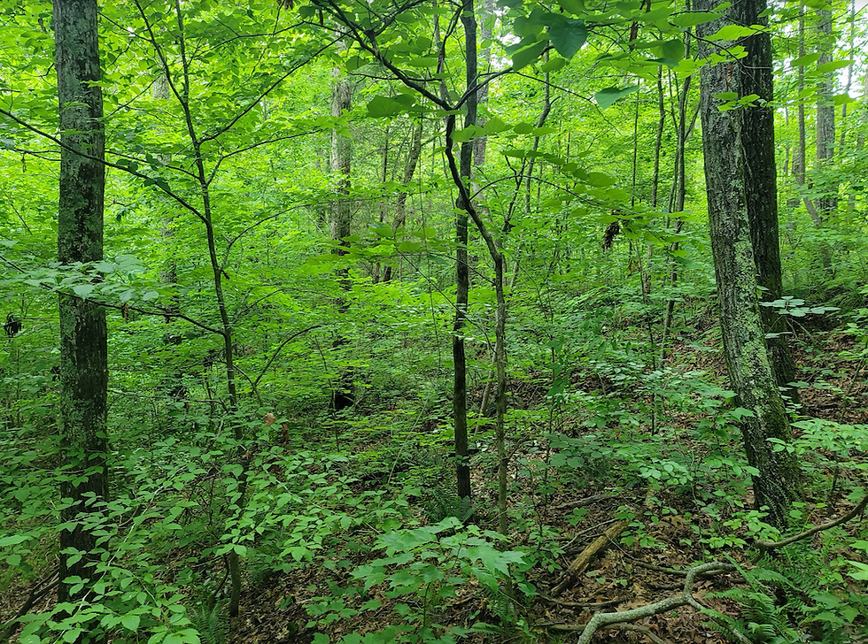 Thumbnail: SOLD! 1.4 Rural Acres Minutes from Yadkin River! | Country Heights Ln