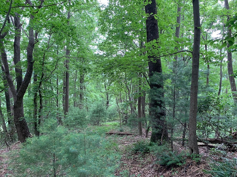 Thumbnail: SOLD! 8.6 Ac off the Blue Ridge Pkwy Less than 1k per acre! | Blue Ridge Pkwy