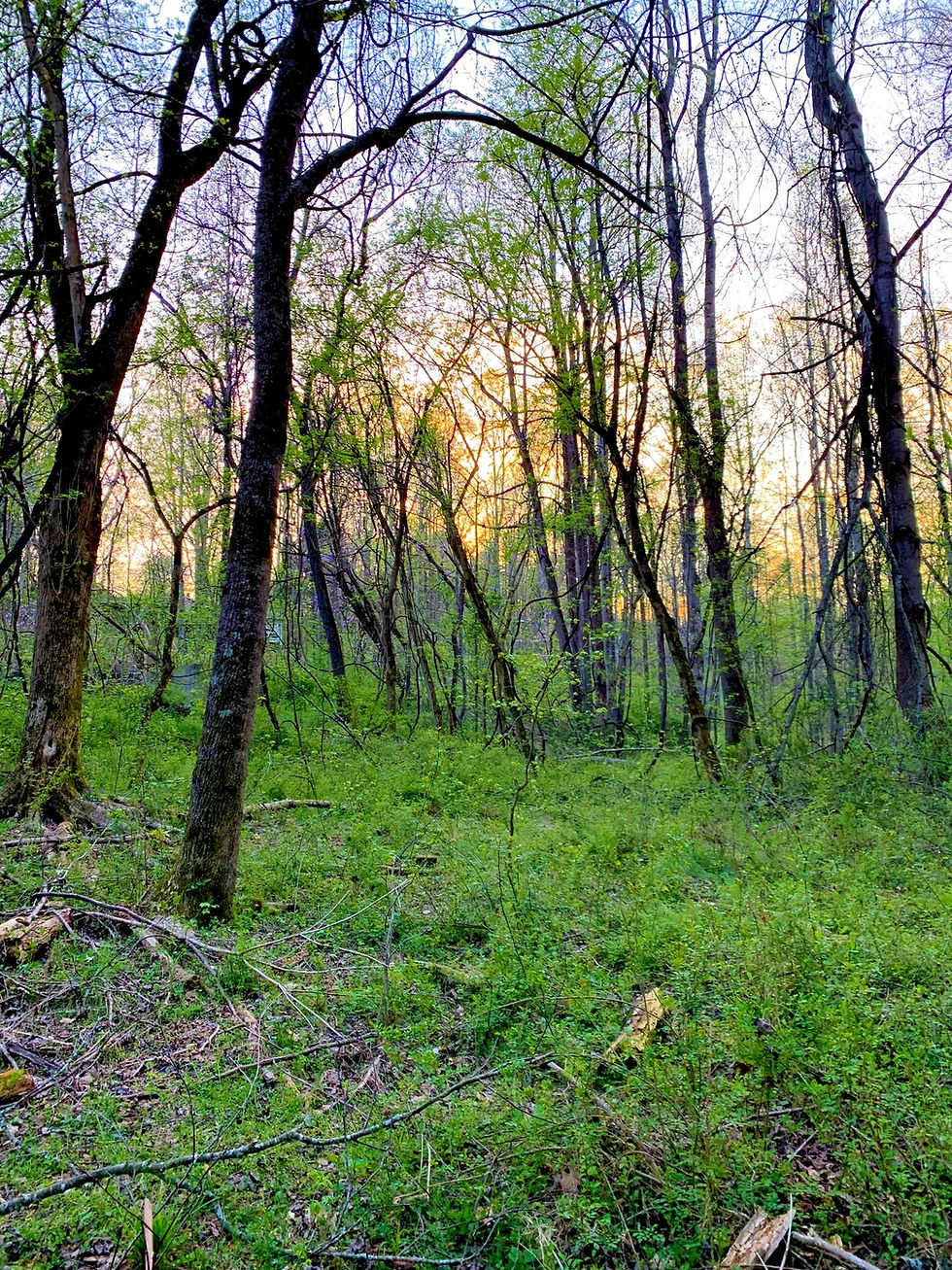 Thumbnail: SOLD! 21 Acre Rural Getaway w/ Creek | Old Rural Hall - 27105