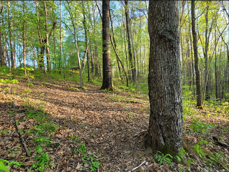 Thumbnail: SOLD! 9.23 Acres w/ Secluded Creek Just Outside of Rural Hall! | Stanleyville Dr