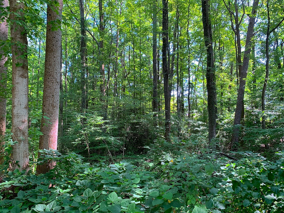 Thumbnail: SOLD! Large Residential Lot Under 1 Mile from Quarry Park | Longview - 27107