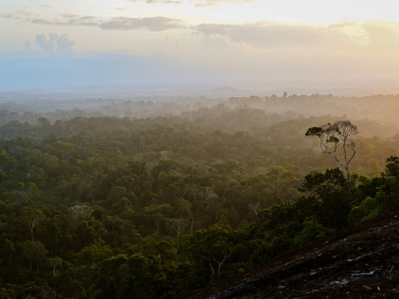 De Ultieme reisgids voor Suriname
