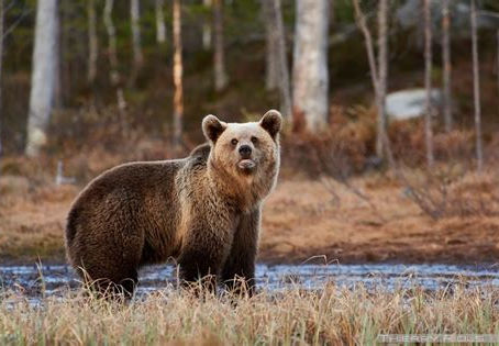 Nous entrons dans le cycle de l'Ours