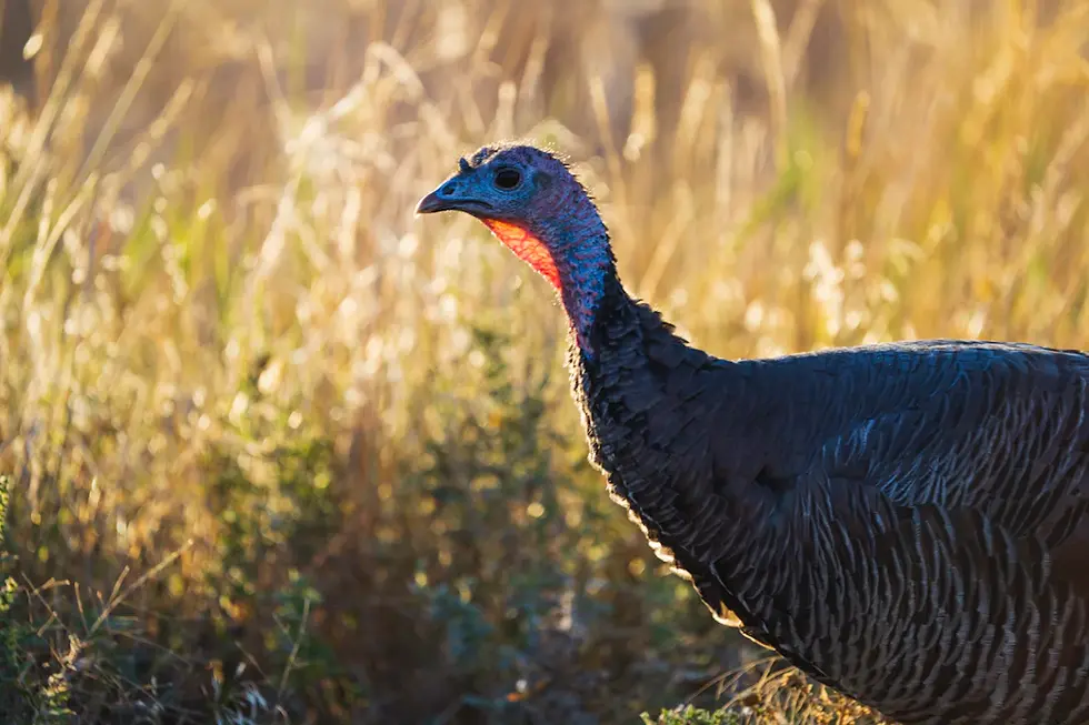 Discover the Untamed Beauty: Wildlife and Nature Reserves in Turkey