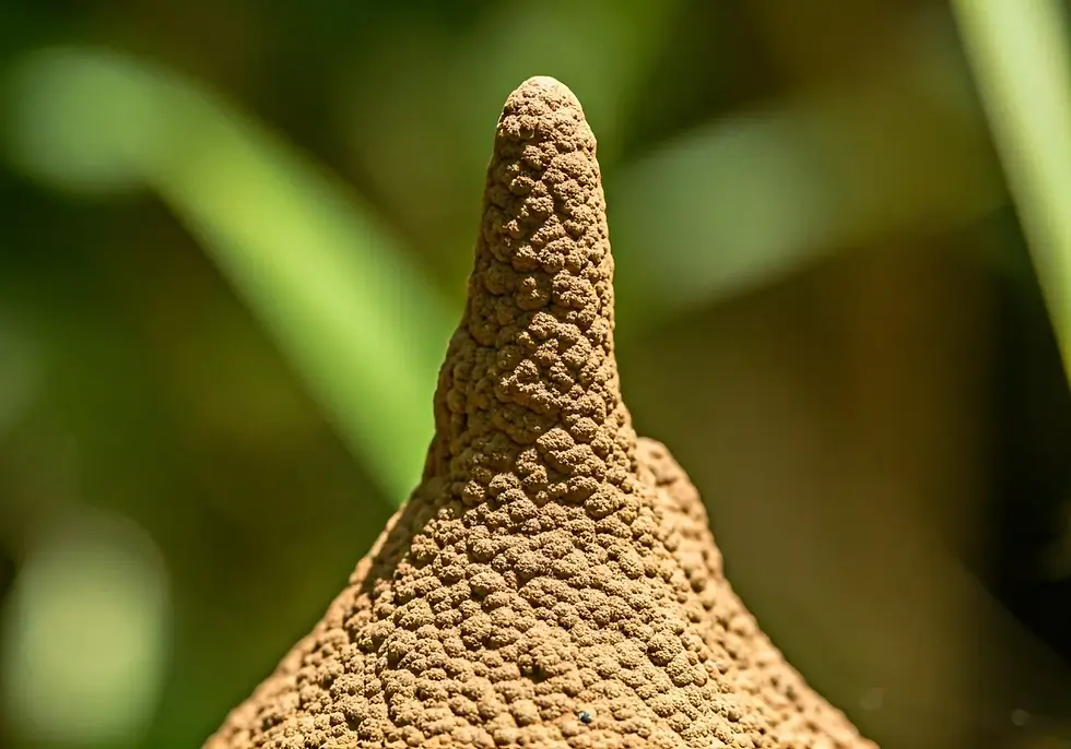 ree