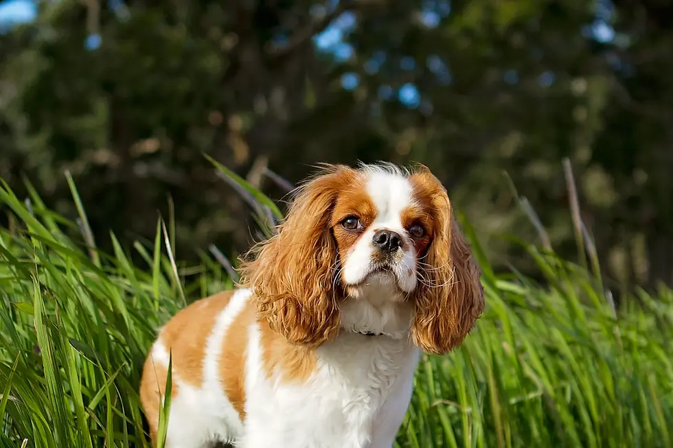 Understanding the Cavalier King Charles Spaniel: A Complete Guide to Your Ultimate Family Companion