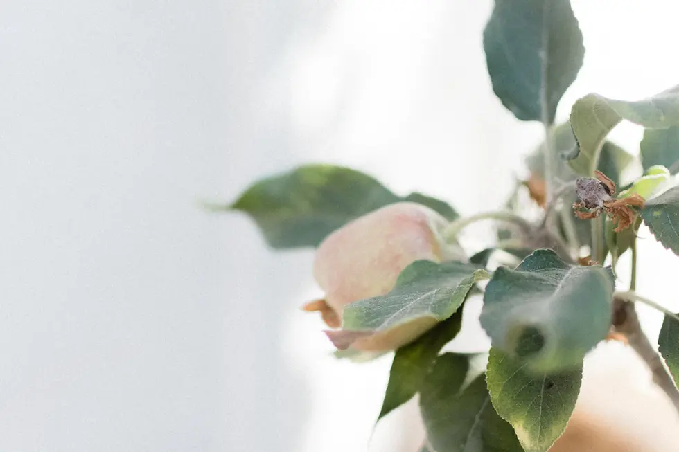 Transform Your Space: A Guide to Maintaining a Healthy Home Environment