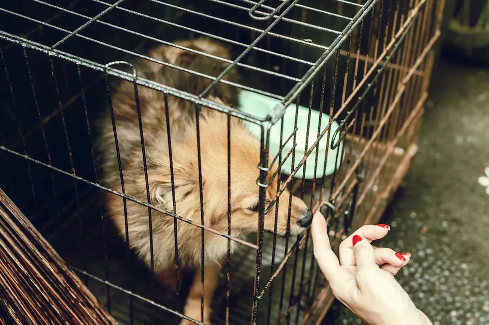 How Pet Shops Can Advocate for Spaying and Neutering: A Guide for Pet Lovers