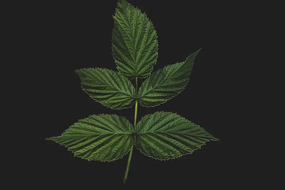The Effects of Cannabis on Physical Fitness and Recovery: Unlocking Nature’s Potential