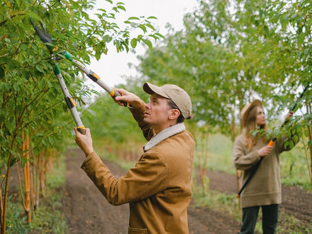 The Ultimate Guide to Tree Disease Treatment in North Texas