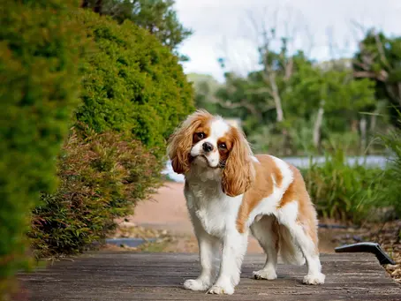 Unleashing the Potential: Essential Training Tips for First-Time Cavalier King Charles Spaniel Owners