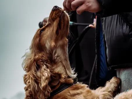 Essential Grooming Tips for a Healthy Cavalier's Coat: Keeping Your Furry Family Companion Happy!