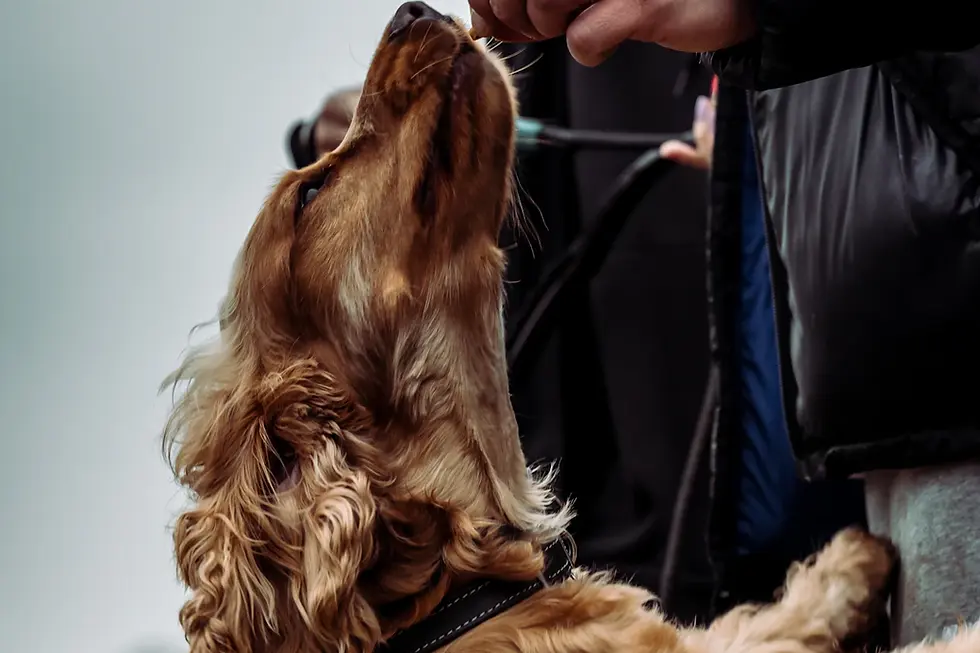 Essential Grooming Tips for a Healthy Cavalier's Coat: Keeping Your Furry Family Companion Happy!