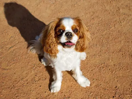 The Royal Legacy: Unveiling the Historical Background of the Cavalier King Charles Spaniel