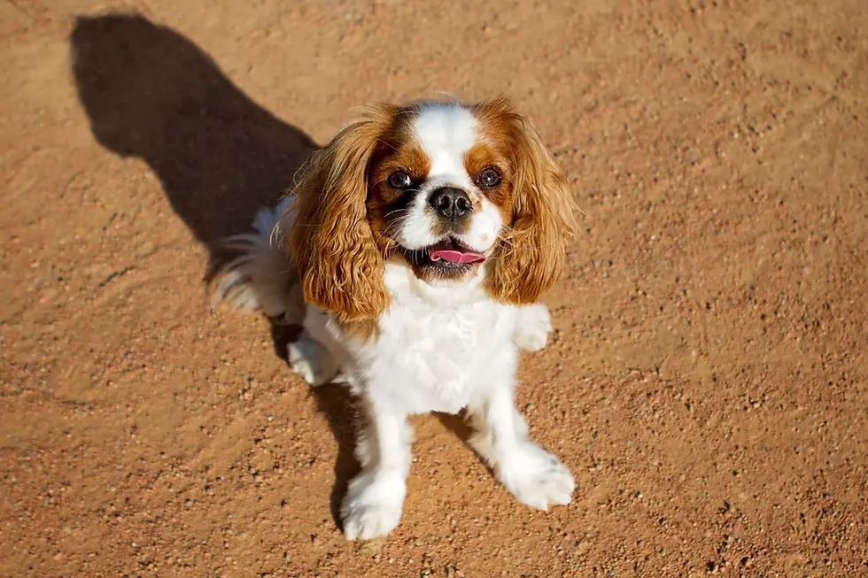 The Royal Legacy: Unveiling the Historical Background of the Cavalier King Charles Spaniel