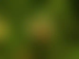 The Future of Hay Fever Treatments: What’s on the Horizon?