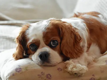 Unraveling the Charm: Understanding Cavalier King Charles Spaniel Behavior and Temperament