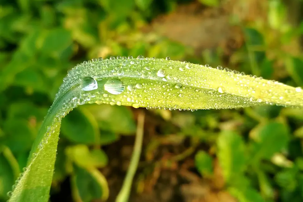 The Extraordinary Advantages of Nasal Irrigation for Hay Fever Sufferers