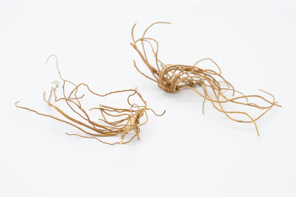 Unlocking New Horizons: Networking Opportunities for Hair Transplant Professionals