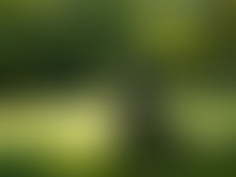 Grass Cutting Schedules: When is the Best Time to Mow Your Lawn in Charlotte?