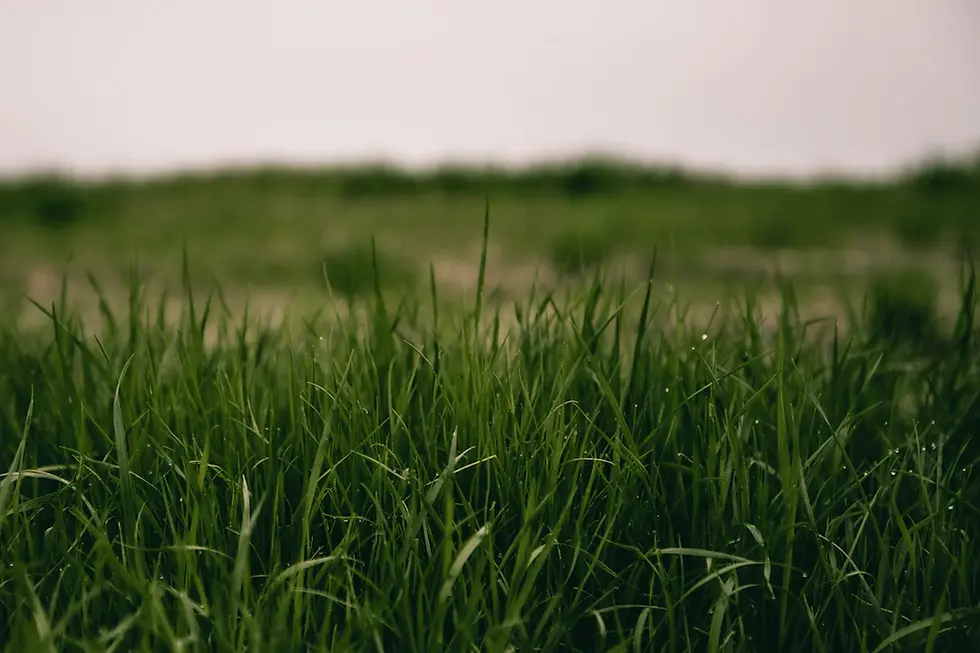 How to Assess Lawn Damage: Your Guide to a Lush Green Yard