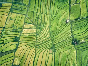 Unearthing the Past: A Deep Dive into Ancient Agriculture Techniques and Discoveries