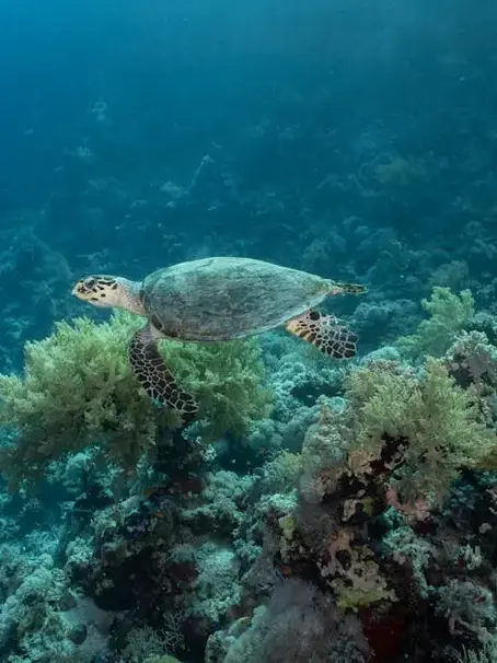 Are There Eco-Friendly Ways To Dive With Honu?