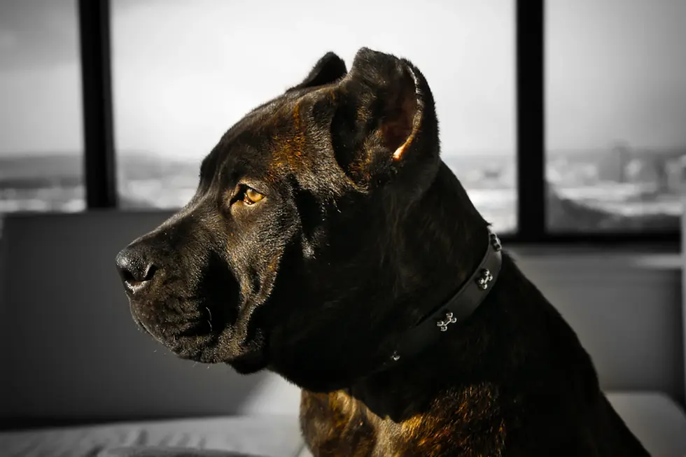 Cane Corso for First-Time Dog Owners: Is It Right for You?