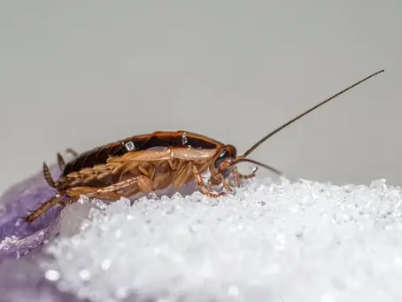 Tri-State Pest Control's Insights into Common Household Pests