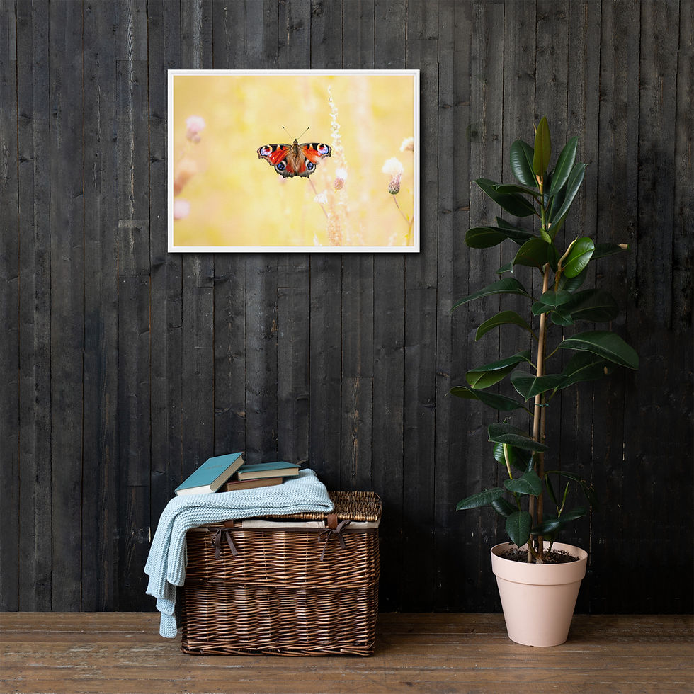 Miniaturbild: Schmetterling // Leinwand mit Rahmen