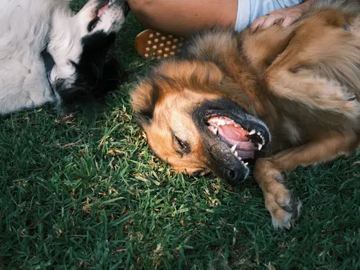 Unleashing the Healing Powers: Exploring the World of Therapy Animals and Their Impact