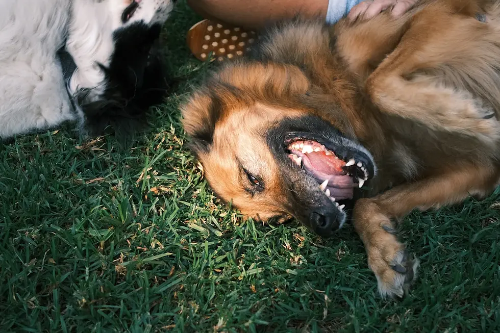 Unleashing the Healing Powers: Exploring the World of Therapy Animals and Their Impact