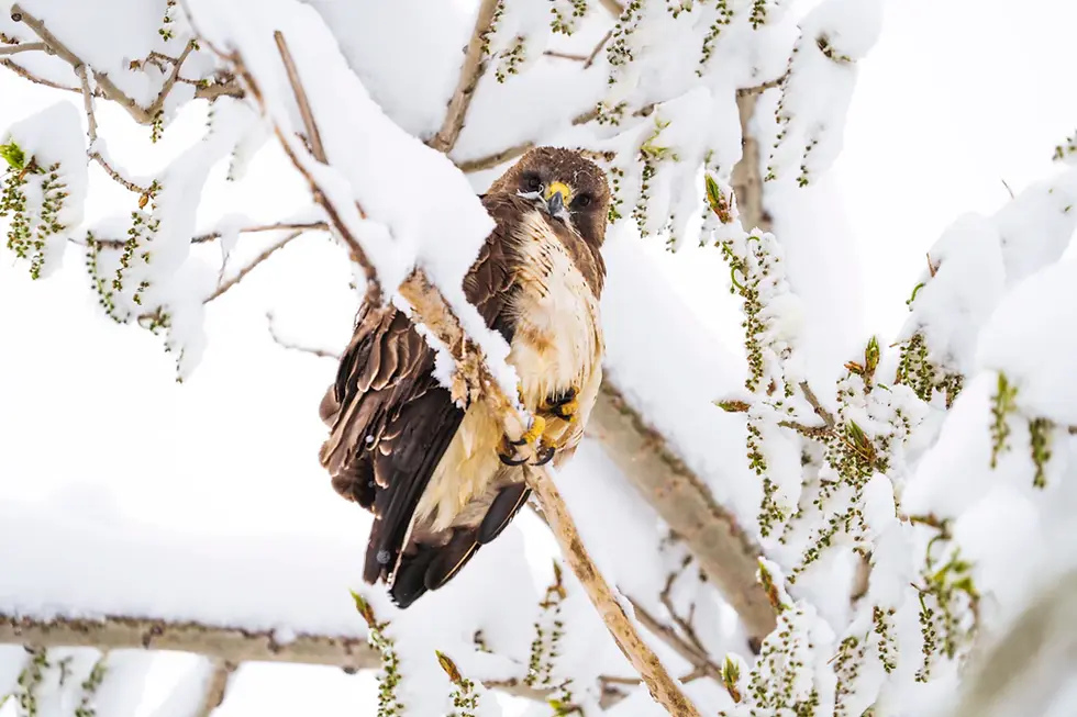 The Heartwarming Benefits of Supporting Local Animal Charities