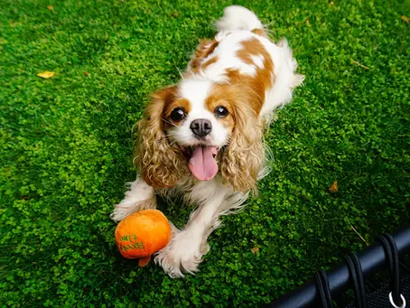 Cavalier King Charles Spaniel Health Needs: What to Watch For
