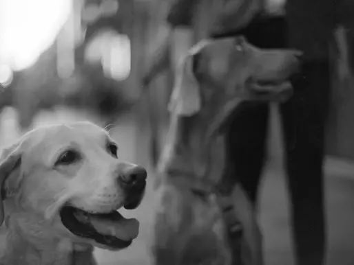 Transforming Hearts and Homes: How Technology is Revolutionizing Pet Charities