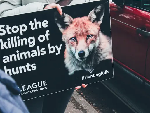 Unleashing Compassion: Building a Local Network of Animal Advocates