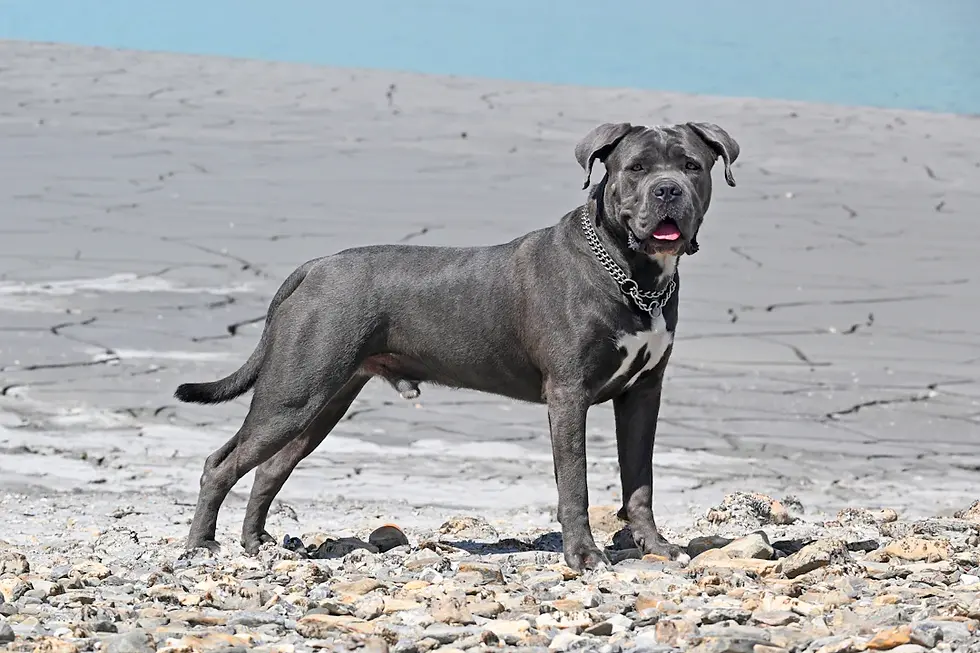 The Majestic Cane Corso: A Star in the Spotlight at Dog Shows