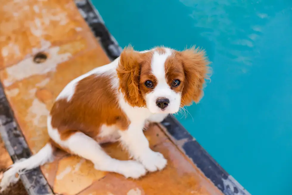 Understanding Cavalier King Charles Spaniel Barking Habits: Your Ultimate Guide