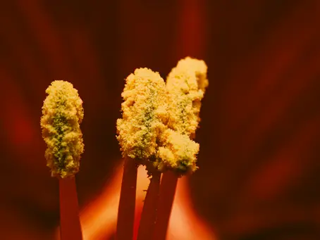 Cooking with Cannabis: Transform Your Culinary Skills with Healthier Edibles