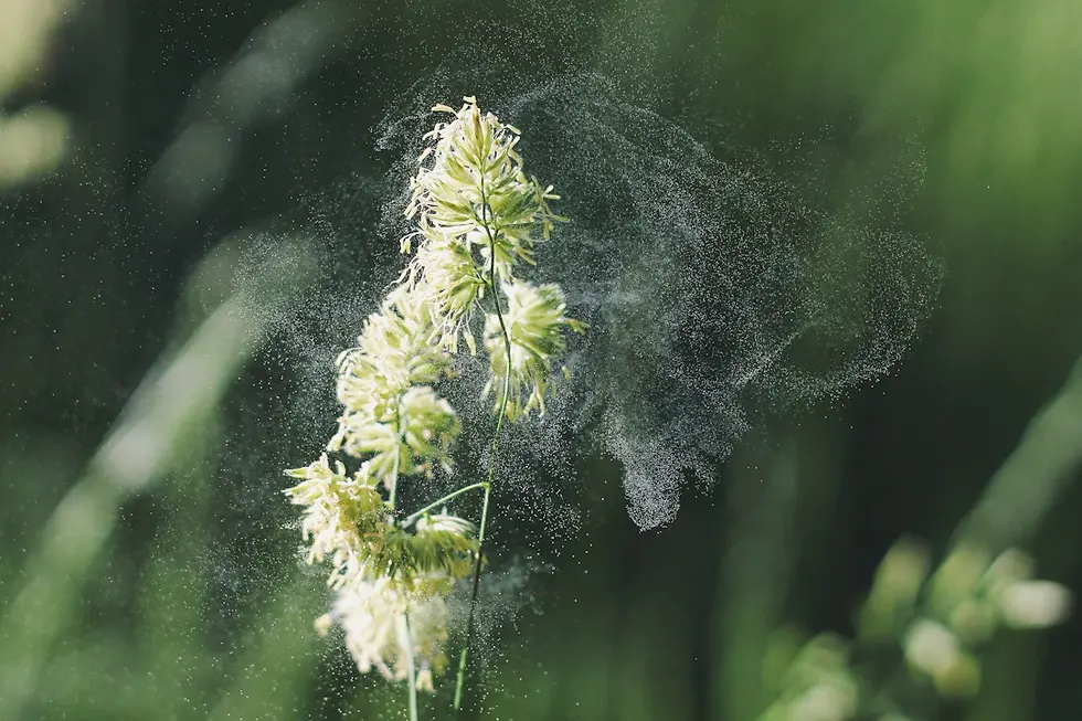 Unmasking Hay Fever: Busting Myths and Revealing Facts