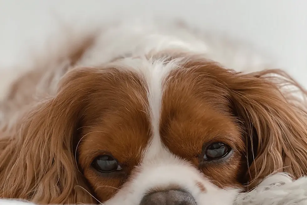 Celebrating Life with Your Cavalier King Charles Spaniel: Heartwarming Stories and Testimonials